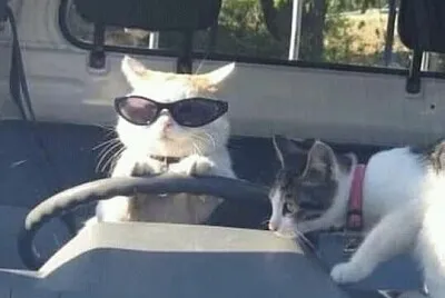 gatinho dirigindo jigsaw puzzle