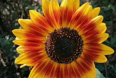 Dark sunflower