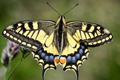 Papillon - Machaon ou grand porte-queue