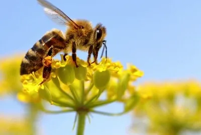 Abeille