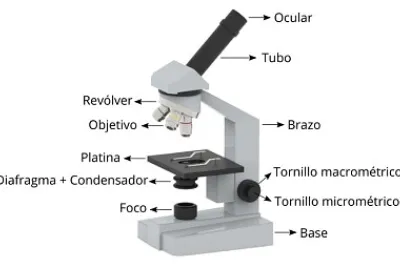 Partes de un microscopio optico