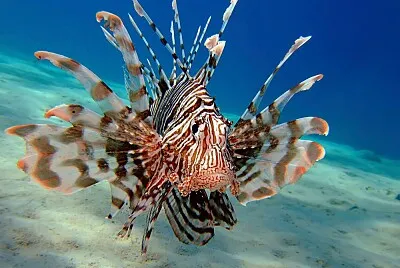 Lionfish