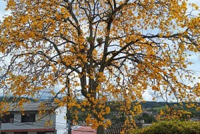 GUAYACANES