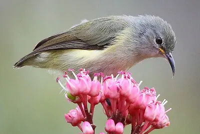 פאזל של Becco lungo pigmeo