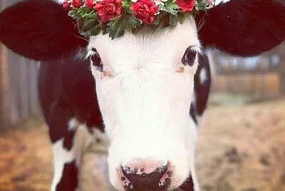 flores