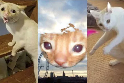 gatos lindos