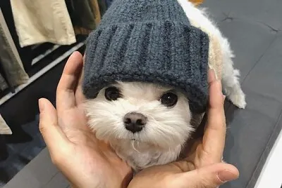 doguinho de touquinha jigsaw puzzle