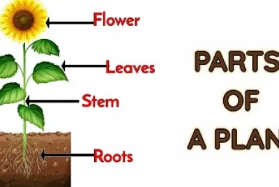 parts of a plant jigsaw puzzle