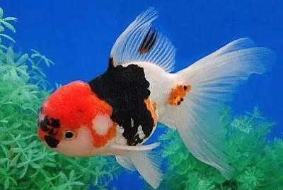 觀賞魚