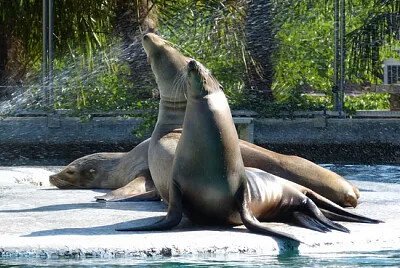 Otaries de Californie