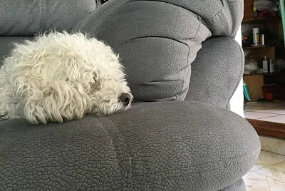 Dog on sofa