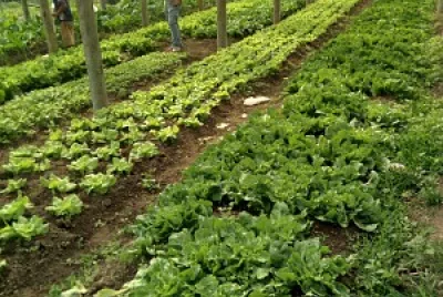 natureza