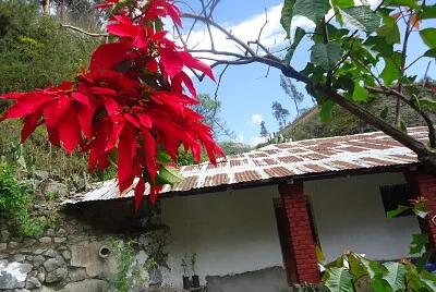 flor de navidad en la quebrada