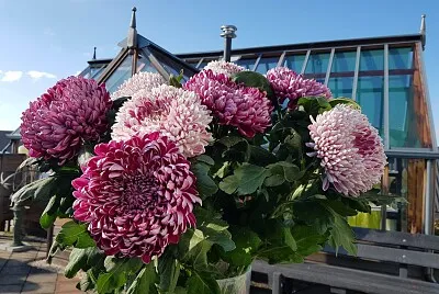 flores