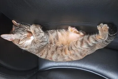 焦糖