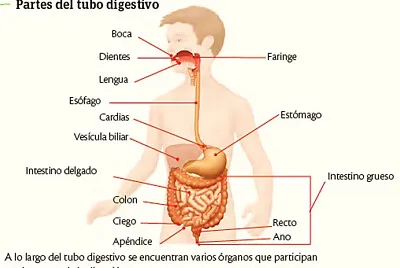 SISTEMA DIGESTIVO