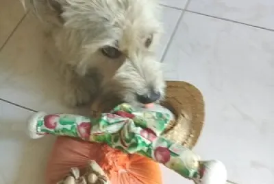 Animais de estimacao