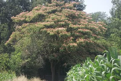 פאזל של acacia