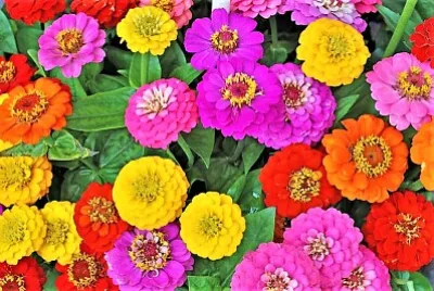 flower power jigsaw puzzle