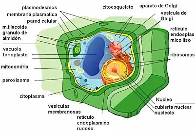 células jigsaw puzzle