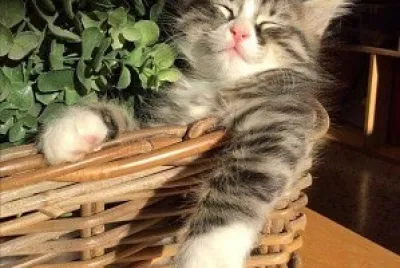 gatinho na cesta