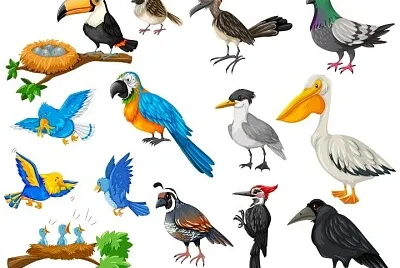 Aves