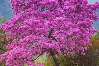 imagem jigsaw puzzle