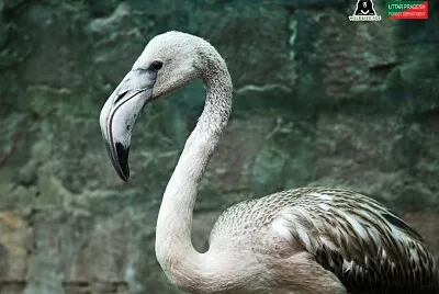 natural