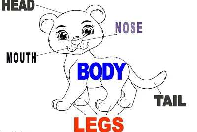 BODY ANIMAL