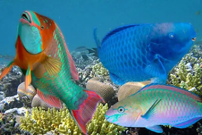 Parrotfish