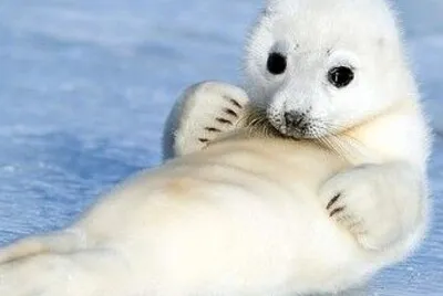 Foca 2