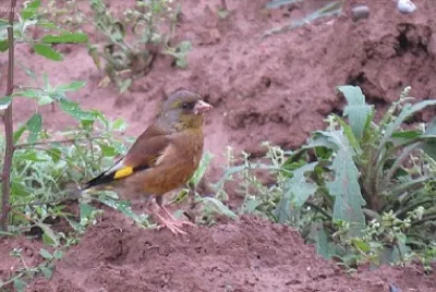 פאזל של Verdone di Cina
