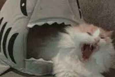 XD