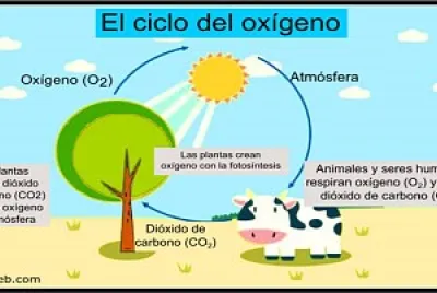 Arma el rompecabezas
