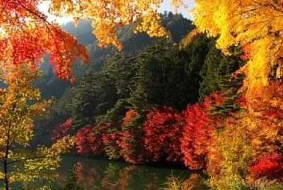 Autumn leaves jigsaw puzzle