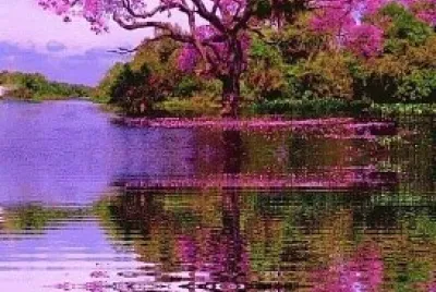 Rosa di Tabebuia - Brasile