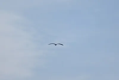 airone in volo