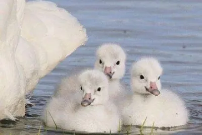 animales