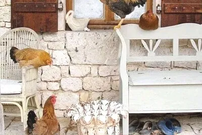 animales