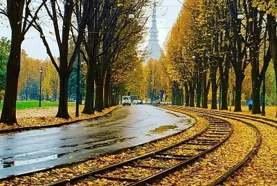 tram trees torino jigsaw puzzle