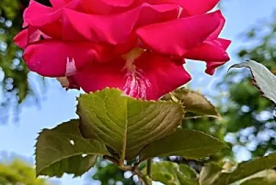 flores
