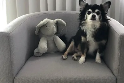 פאזל של Nick e seu amigo de pelúcia