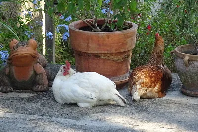 poule