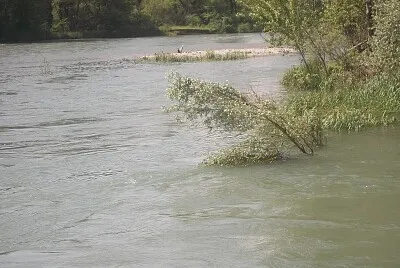 airone sull 'isolotto