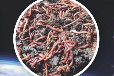 Generación Espontanea