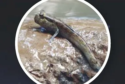 La abiogénesis
