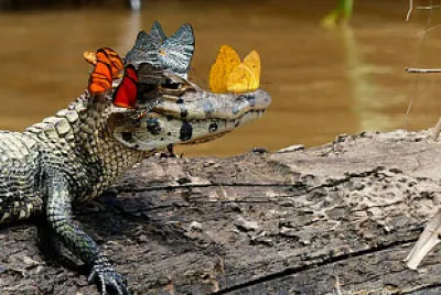 Mariposas atrevidas jigsaw puzzle