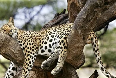 animales salvajes