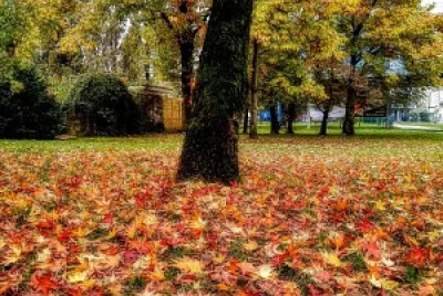 Autor: Gordana Vukorepa - Ulica grada Vukovara