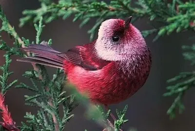 natural
